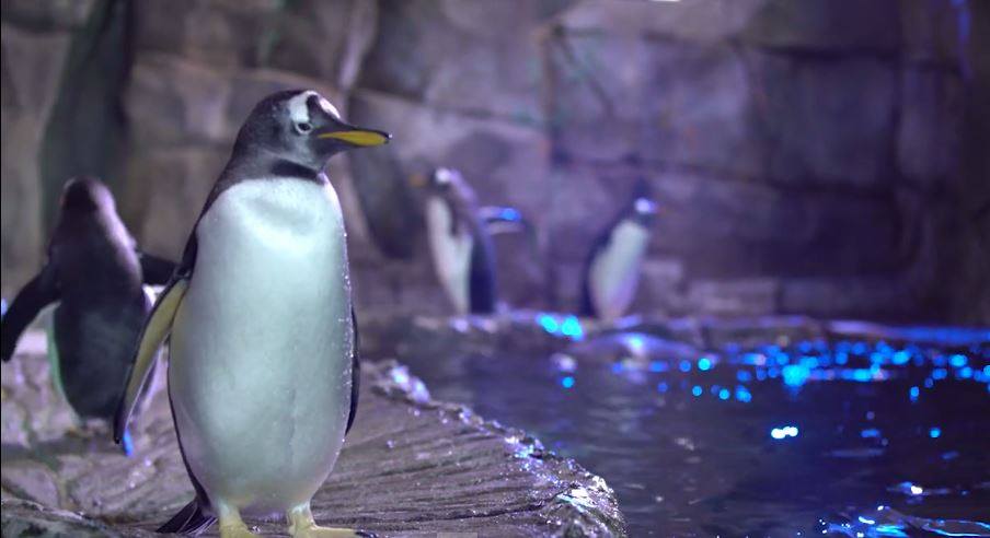 Loveland Living Planet Aquarium Penguins