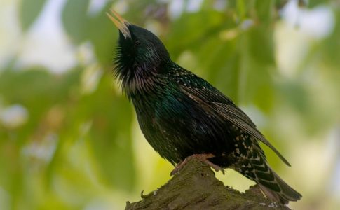 Zoo Just for You - learn to identify many Utah birds like the European Starling.