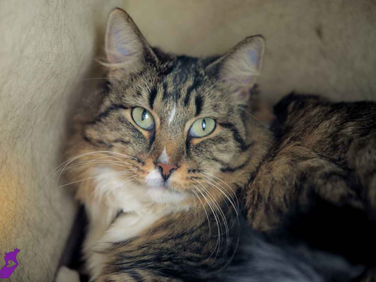  humane society cats for adoption  nov19 24 Utah Family 